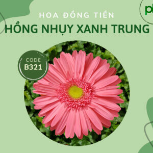 CÔNG TY CÂY GIỐNG CAO NGUYÊN HIVICO 1