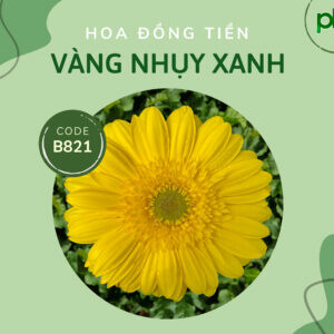CÔNG TY CÂY GIỐNG CAO NGUYÊN HIVICO 2