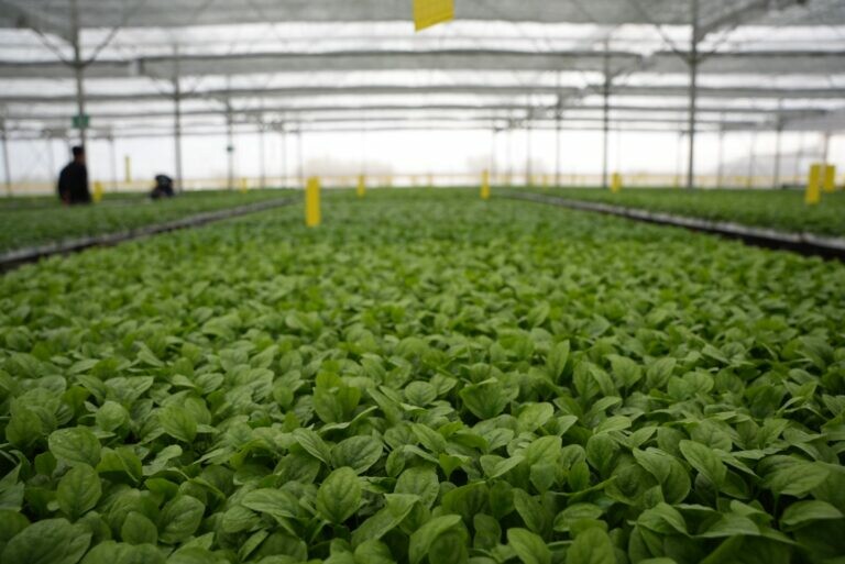 CÔNG TY CÂY GIỐNG CAO NGUYÊN HIVICO 3