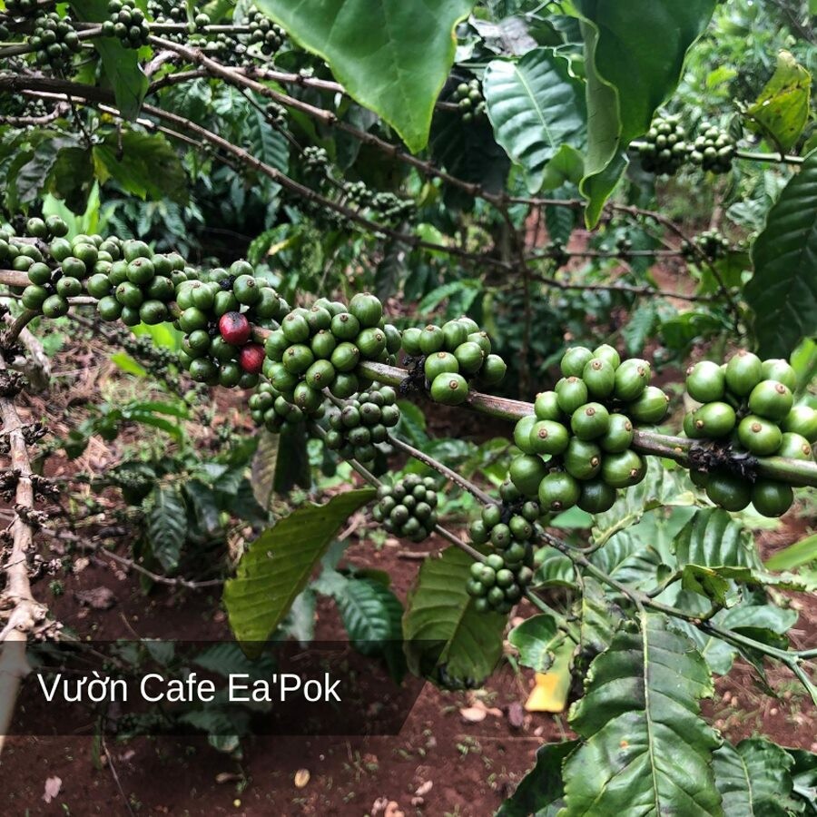 Cà Phê Ea Pốk 2