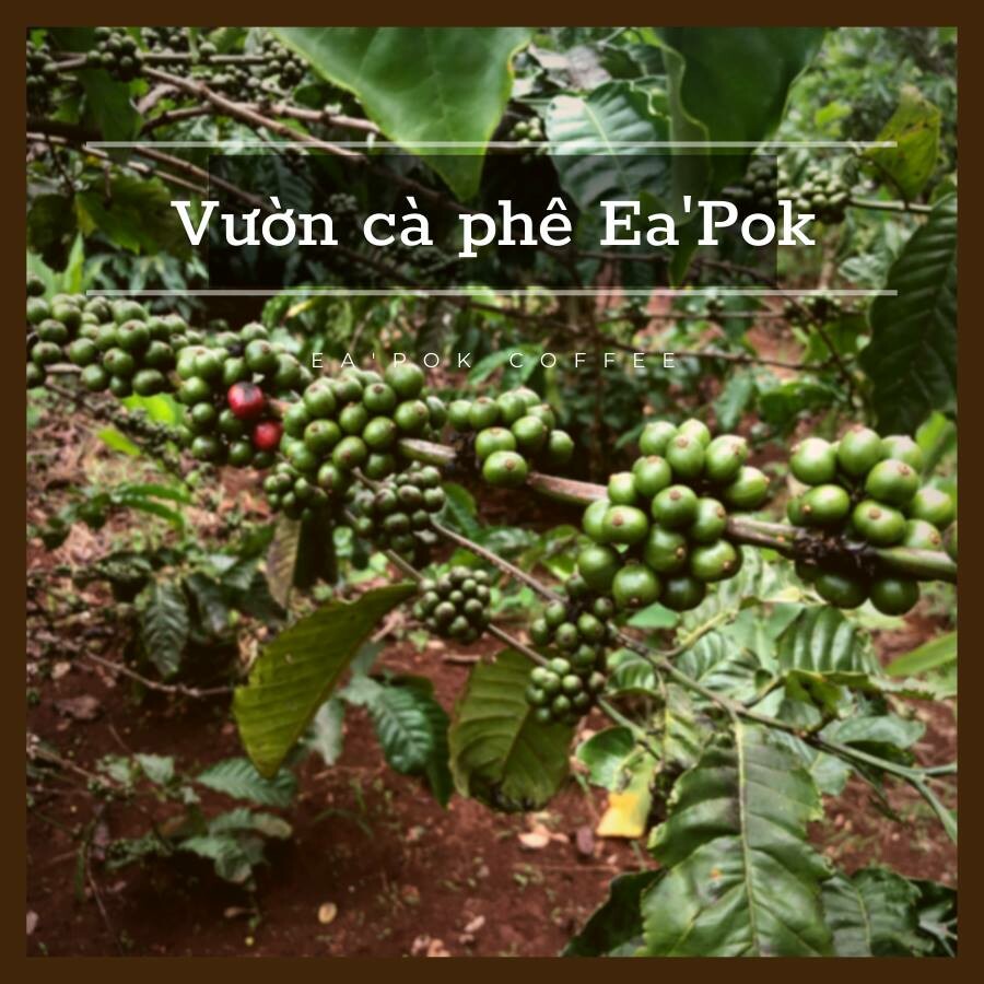 Cà Phê Ea Pốk 4