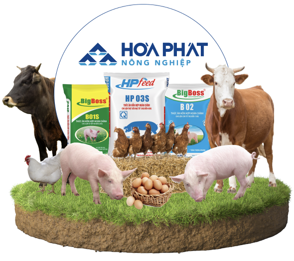 Phát triển Chăn nuôi Hòa Phát 6