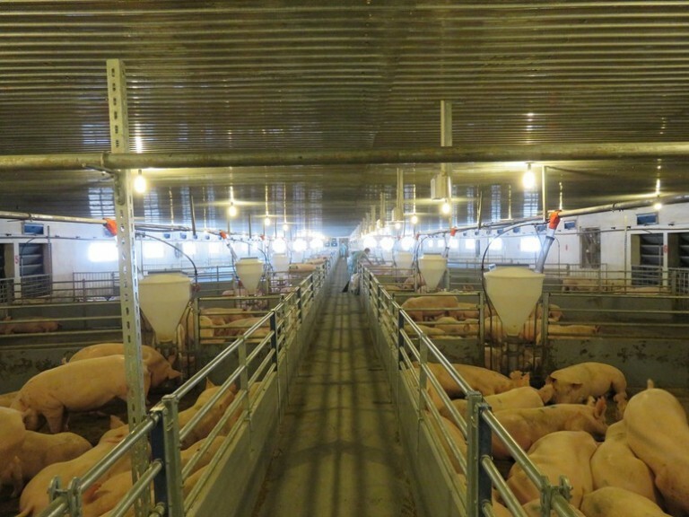 Phát triển Chăn nuôi Hòa Phát 3