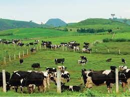 Chăn Nuôi Việt Nhật 4