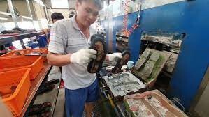 NGŨ KIM FORTRESS 10