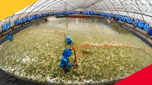 Thủy sản Việt Úc 9