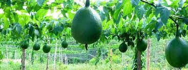 Thương Mại Và Xuất Nhập Khẩu Long An 10