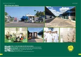 Dừa định phú mỹ 6