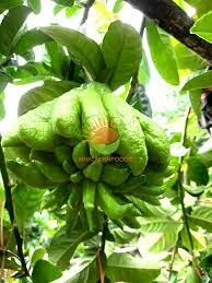 Thực phẩm Nhật Minh 9