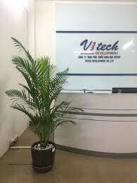 Vitech Development 11