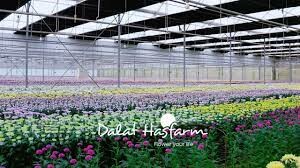 Dalat Hasfarm 4