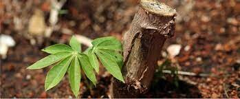 Công ty Thương Mại và Dịch Vụ Xuất Nhập Khẩu Hồng Nga 10