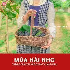 Chimi Việt Nam 10