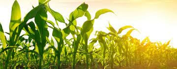 Công ty Thương Mại và Dịch Vụ Xuất Nhập Khẩu Hồng Nga 9