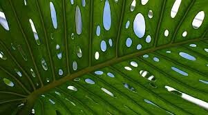 CÔNG TY TNHH THƯƠNG MẠI VÀ ĐẦU TƯ PHÙNG NGUYỄN 5