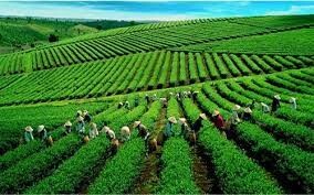 Tổng Công Ty Chè Việt Nam 6