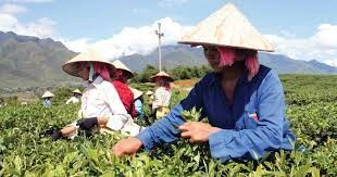 Tổng Công Ty Chè Việt Nam 2