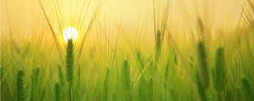 Công ty Thương Mại và Dịch Vụ Xuất Nhập Khẩu Hồng Nga 3