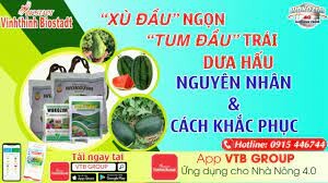 VINHTHINH BIOSTADT 9