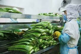 Nha Đam VIỆT NAM 4