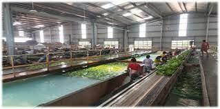 Nông nghiệp Trường Hải - THACO AGRI 2