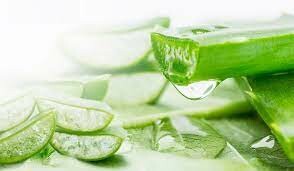 Nha Đam VIỆT NAM 3