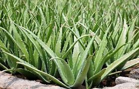 Nha Đam VIỆT NAM 2