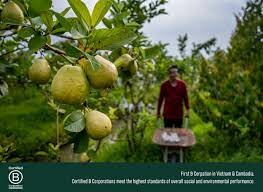 Vườn Trái Cửu Long 1