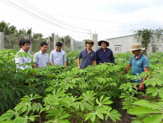 Tay Ninh Tapioca JSC 1