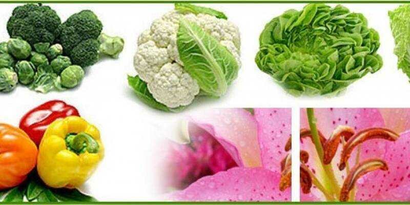 Đầu Tư Và Sản Xuất Nông Sản Trình Nhi 7