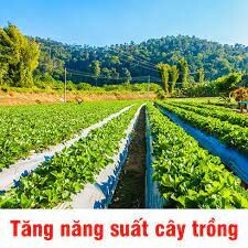 CÔNG TY TNHH SINH HỌC NÔNG NGHIỆP RỒNG VÀNG 4