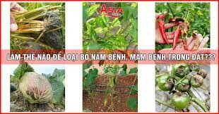 CÔNG TY TNHH SINH HỌC NÔNG NGHIỆP RỒNG VÀNG 3