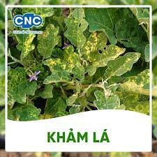 CÔNG TY TNHH SINH HỌC NÔNG NGHIỆP RỒNG VÀNG 2