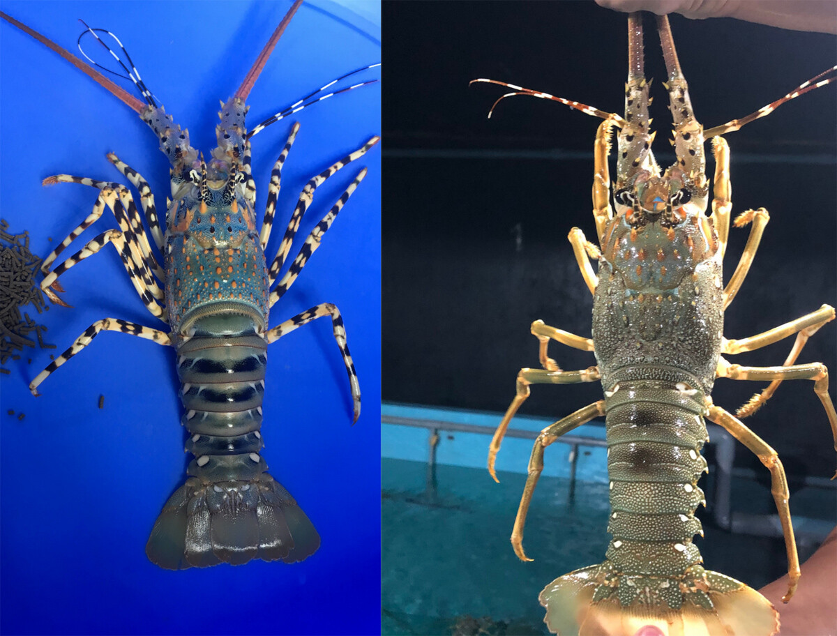 LOBSTER TECHNOLOGIES 10