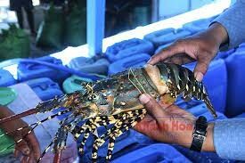 LOBSTER TECHNOLOGIES 9