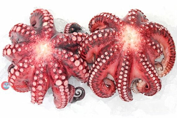 Thực Phẩm VIỆT 8