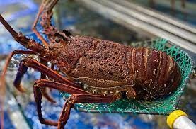 LOBSTER TECHNOLOGIES 8