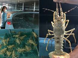 LOBSTER TECHNOLOGIES 6