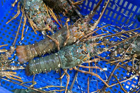 LOBSTER TECHNOLOGIES 4