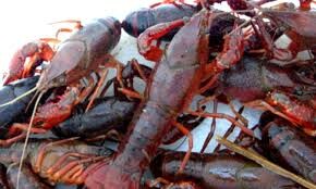 LOBSTER TECHNOLOGIES 3