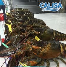 LOBSTER TECHNOLOGIES 2