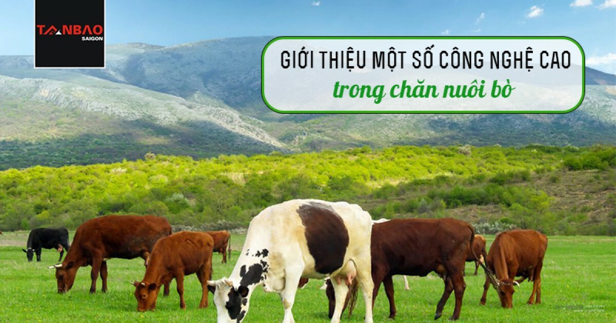 CÔNG TY CỔ PHẦN TÂN BẢO SÀI GÒN 1