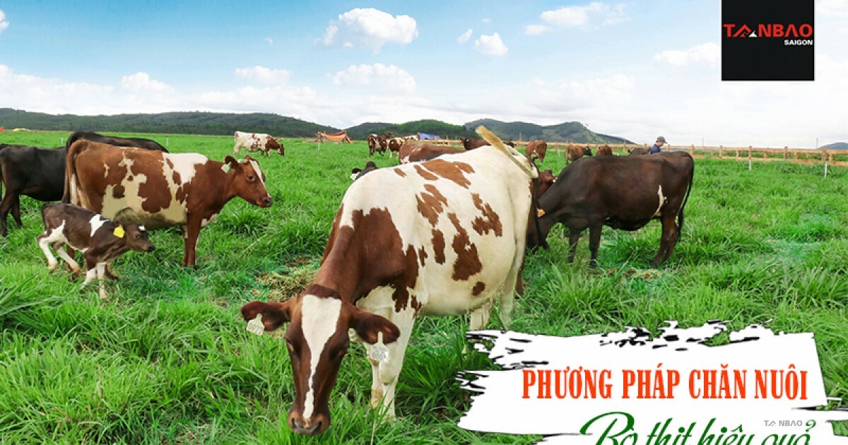 CÔNG TY CỔ PHẦN TÂN BẢO SÀI GÒN 6