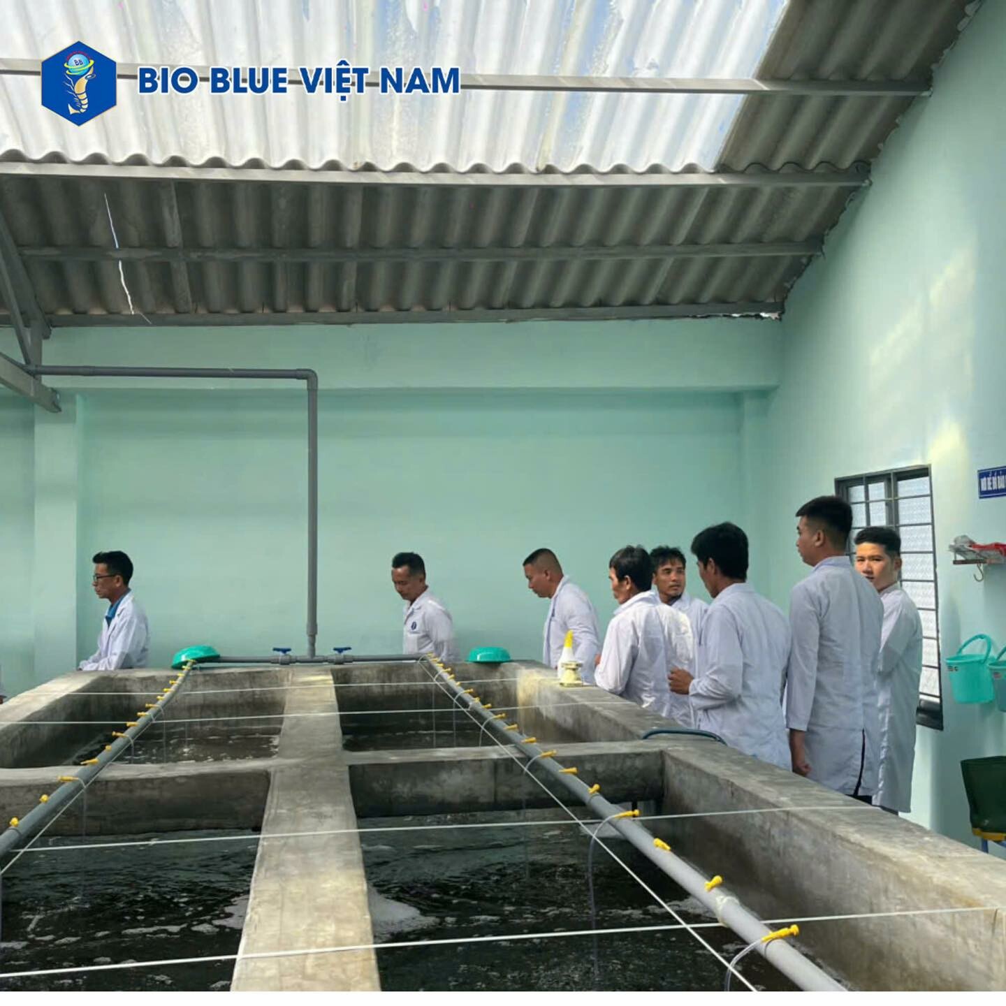 Bio Blue Việt Nam 4