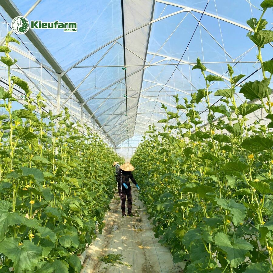 Nông Sản Phú Lâm Tây 1