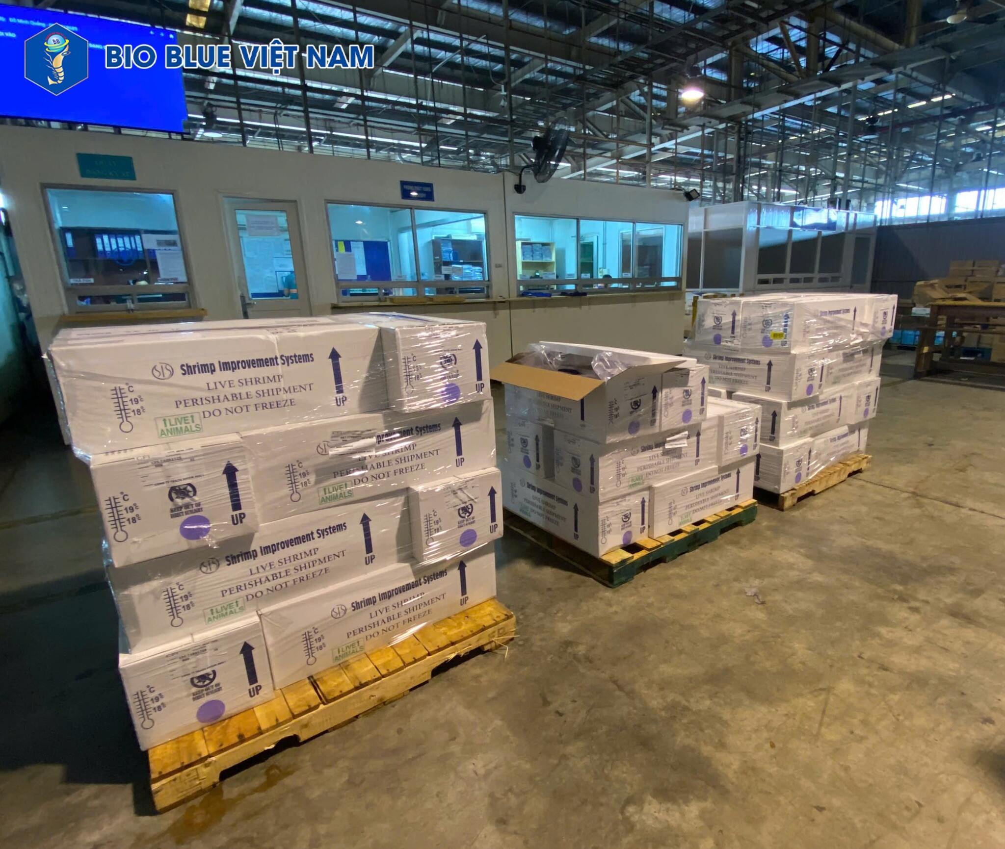 Bio Blue Việt Nam 10