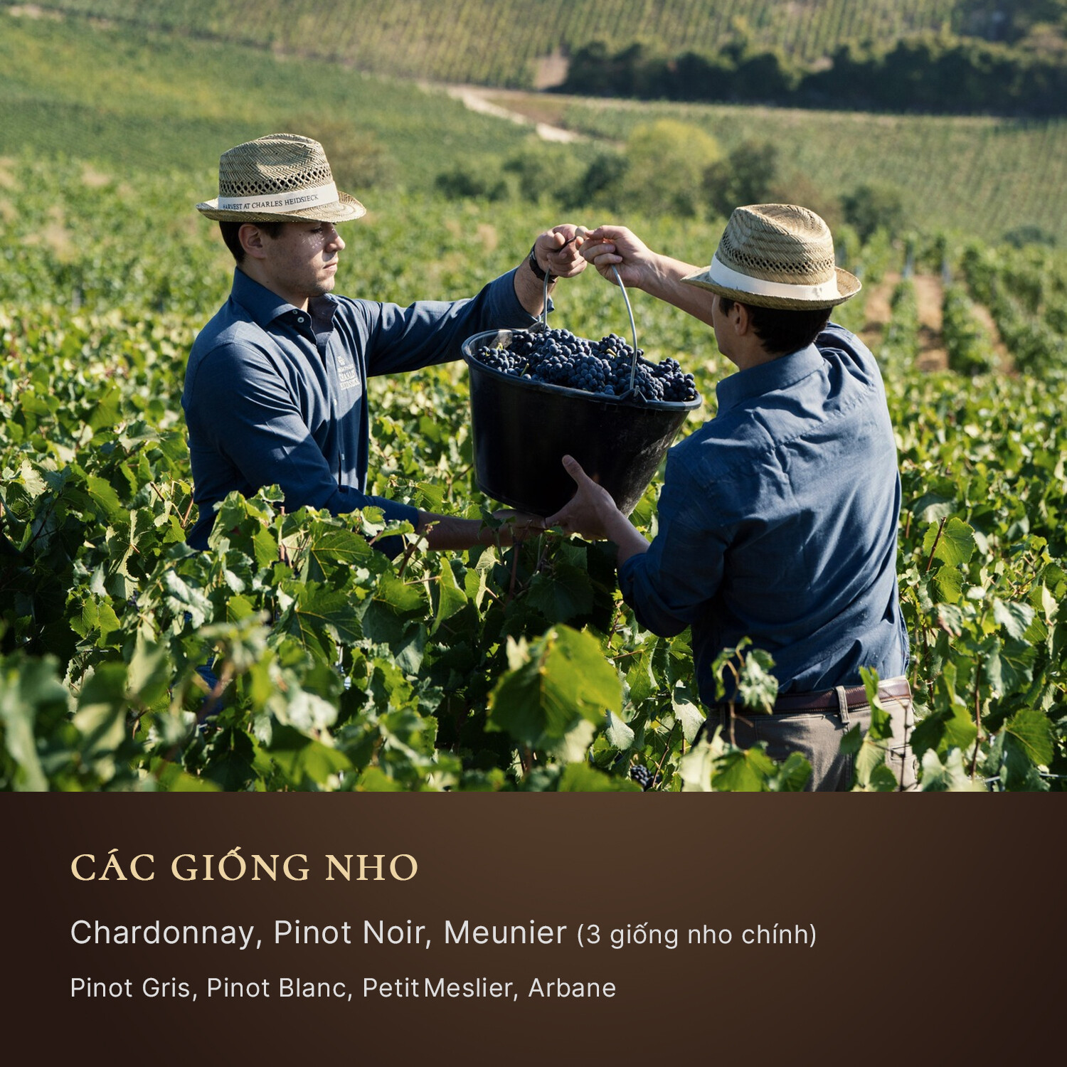 Grand Cru Modern Wine Bar 10