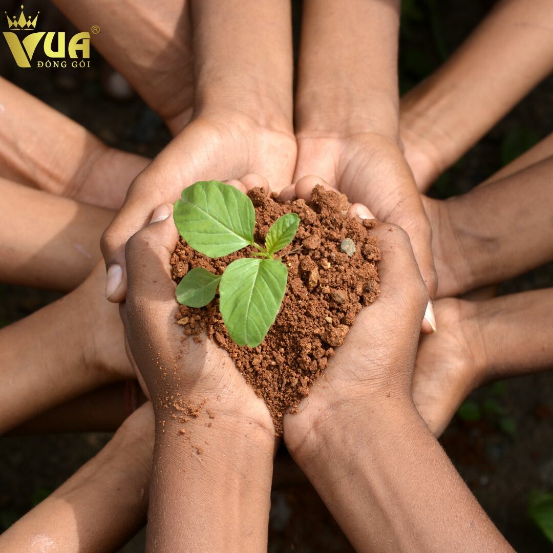 Vua Đóng Gói Việt Nam 10