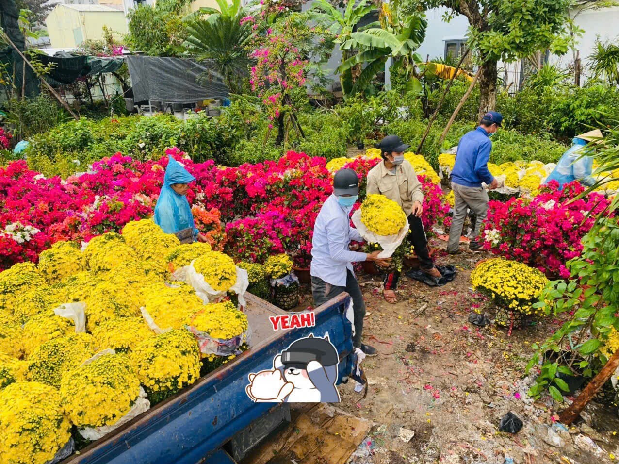 Cảnh Quan Hoa Sen Việt 6