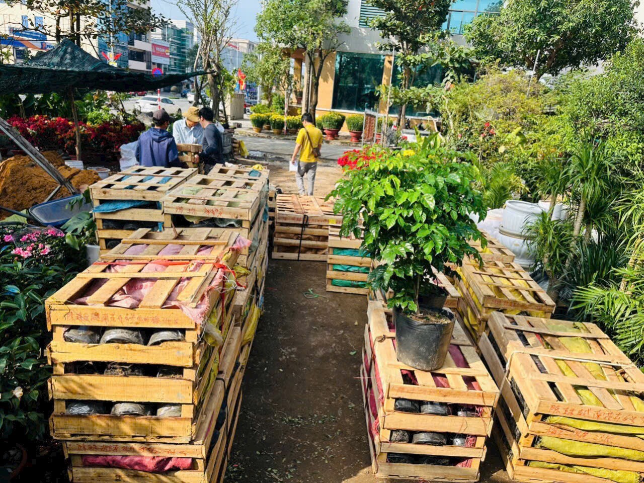 Cảnh Quan Hoa Sen Việt 5